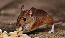 24 Hour & Emergency Exterminators in Mamers, NC